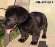 柯基的基因有多強？快來看這款狗狗手板模型！